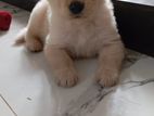 Golden Retriever Puppies