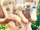 Golden Retriever Puppies