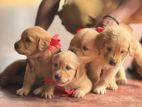 Golden Retriever Puppies