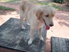 Golden Retriever Dog