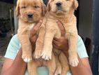 Golden Retriever Puppies