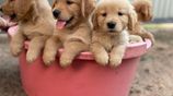 Golden Retriever Puppies