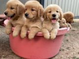 Golden Retriever Puppies