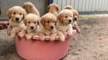 Golden Retriever Puppies