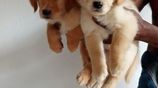 Golden Retriever Puppies
