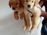 Golden Retriever Puppies
