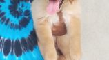 Golden Retriever Puppies