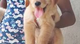 Golden Retriever Puppies