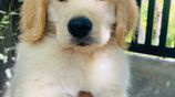 Golden Retriever Puppies