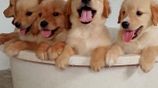 Golden Retriever Puppies