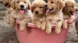 Golden Retriever Puppies