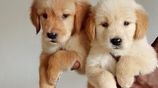 Golden Retriever Puppies