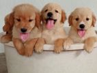 Golden Retriever Puppies