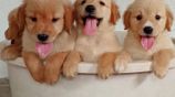 Golden Retriever Puppies