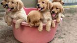 Golden Retriever Puppies