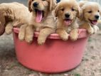 Golden Retriever Puppies