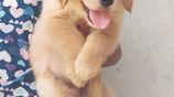 Golden Retriever Puppies