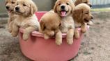 Golden Retriever Puppies