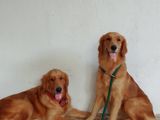 Golden Retriever Puppies