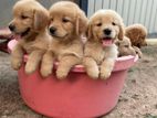 Golden Retriever Puppies