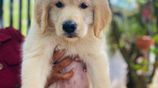 Golden Retriever Puppies