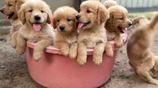 Golden Retriever Puppies