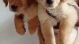 Golden Retriever Puppies