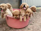 Golden Retriever Puppies