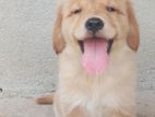 Golden Retriever Puppies