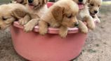 Golden Retriever Puppies
