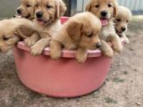 Golden Retriever Puppies
