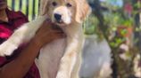 Golden Retriever Puppies