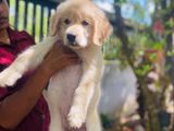 Golden Retriever Puppies