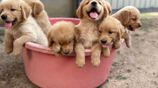 Golden Retriever Puppies