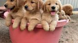 Golden Retriever Puppies