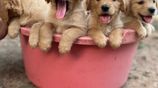 Golden Retriever Puppies