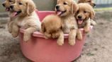 Golden Retriever Puppies