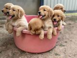 Golden Retriever Puppies