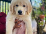 Golden Retriever Puppies