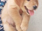 Golden Retriever Puppies