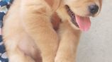 Golden Retriever Puppies