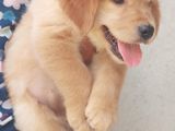 Golden Retriever Puppies