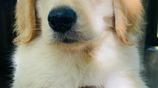 Golden Retriever Puppies