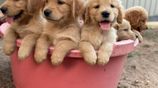 Golden Retriever Puppies