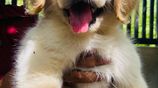 Golden Retriever Puppies