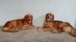 Golden Retriever Puppies