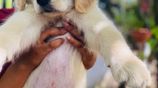 Golden Retriever Puppies