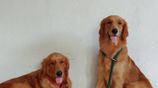 Golden Retriever Puppies