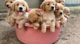 Golden Retriever Puppies