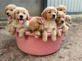 Golden Retriever Puppies